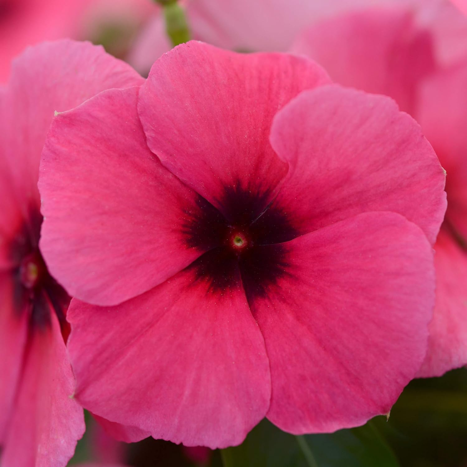 Vinca Annual Raspberry Cooling seeds for vibrant blooms