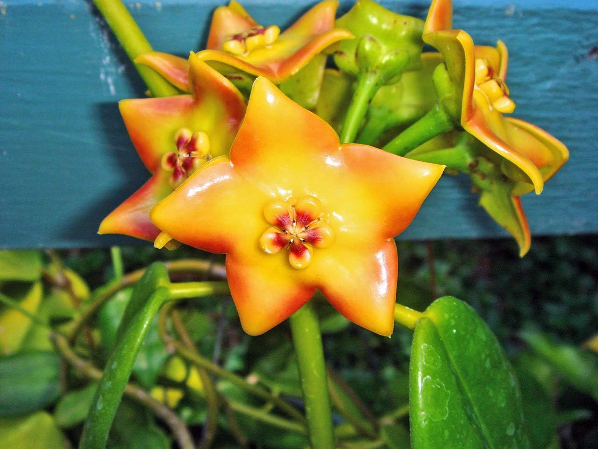 White Pink Anthurium Flower Seeds for Planting Garden Favorite Heirloom & GMO Free Seeds for Home Garden
 
 Sale for planting in home garden