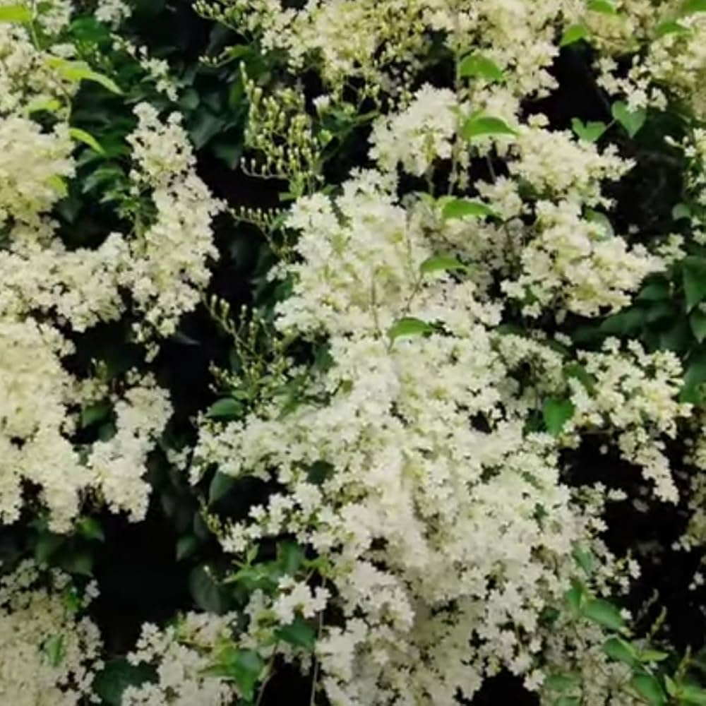 Jasmine Together Jasminum spp. for planting in fragrant garden