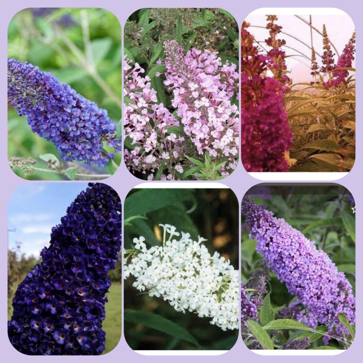 Heirloom Buddleia Flower seeds for Planting Perfect for Borders Heirloom & GMO Free Seeds for Home Garden 
 
 Sale for planting in home garden