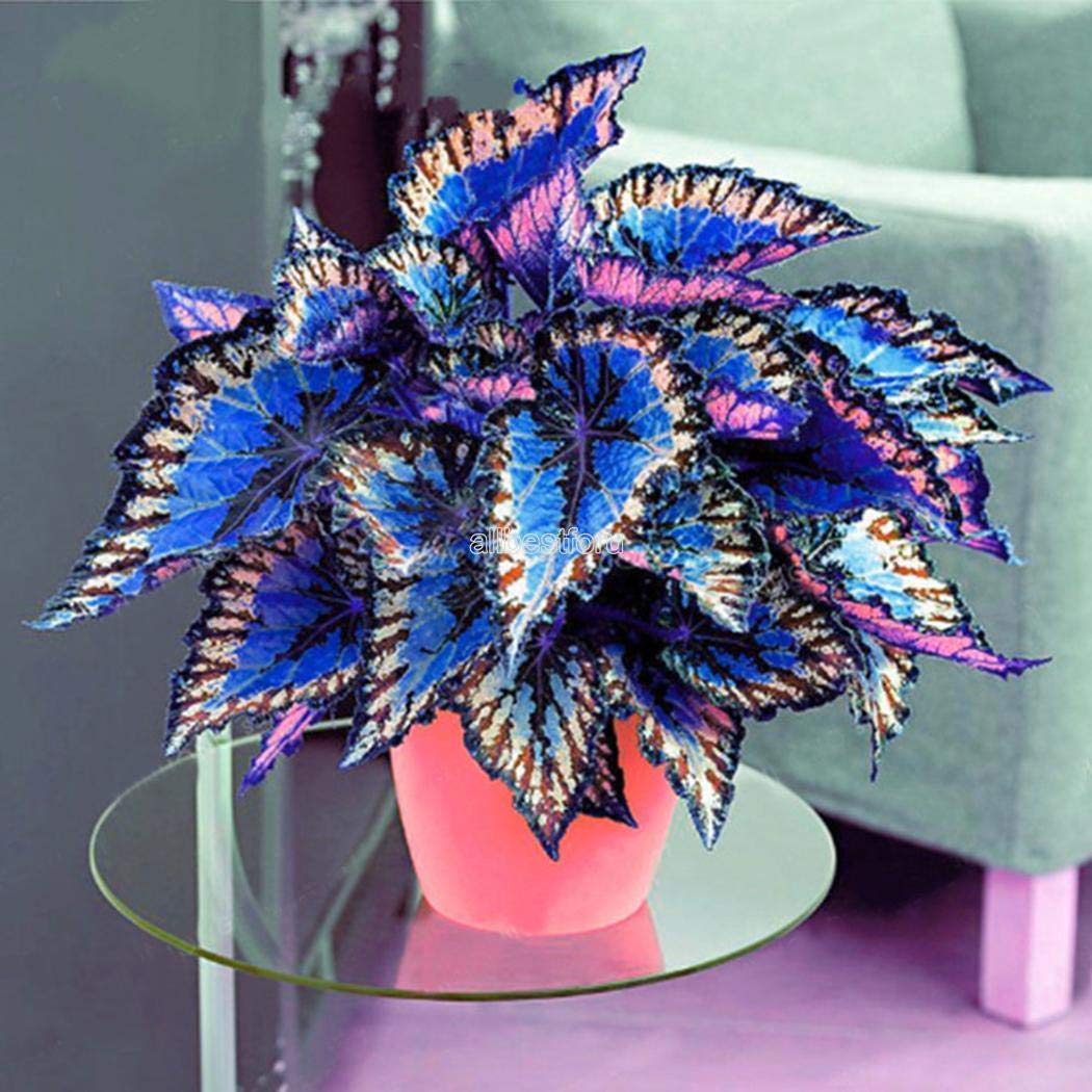 Coleus Seeds For Planting Blue And White Flower