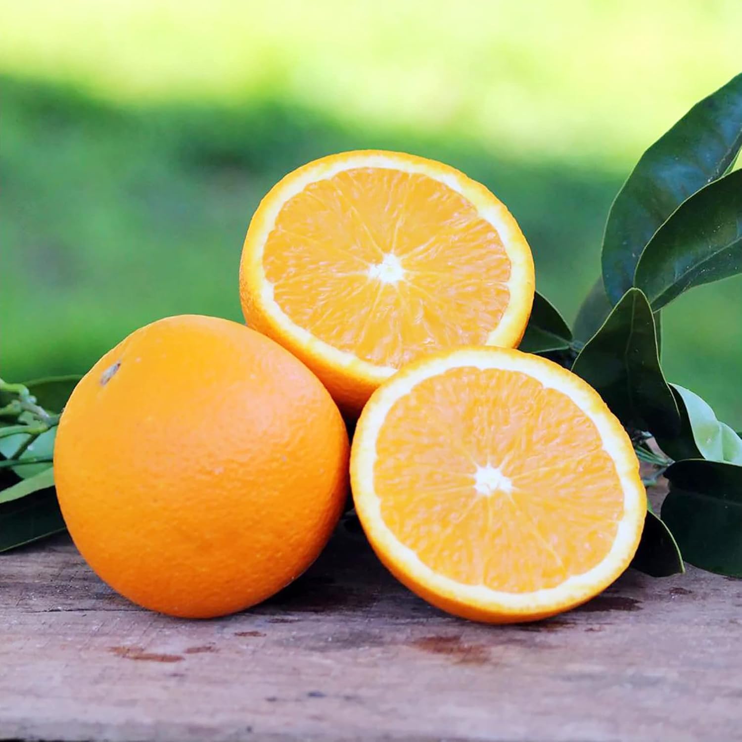 Washington Navel Orange Seeds Exceptional Sweetness Seedlessness And Easy-To-Peel Skin Juicy Tender