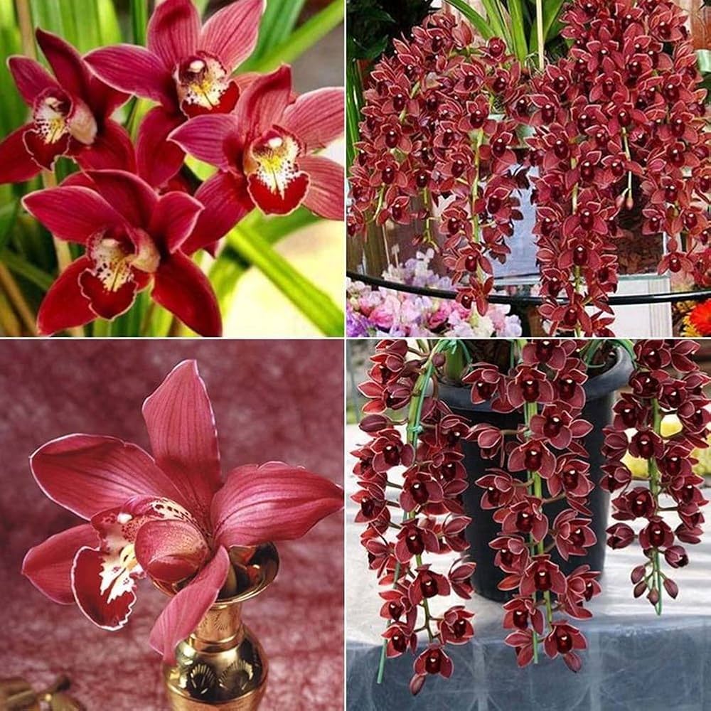 Cymbidium Maxillaria Goeringii Plant Seeds For Planting Red - To Cultivate Exotic Cymbidiums A