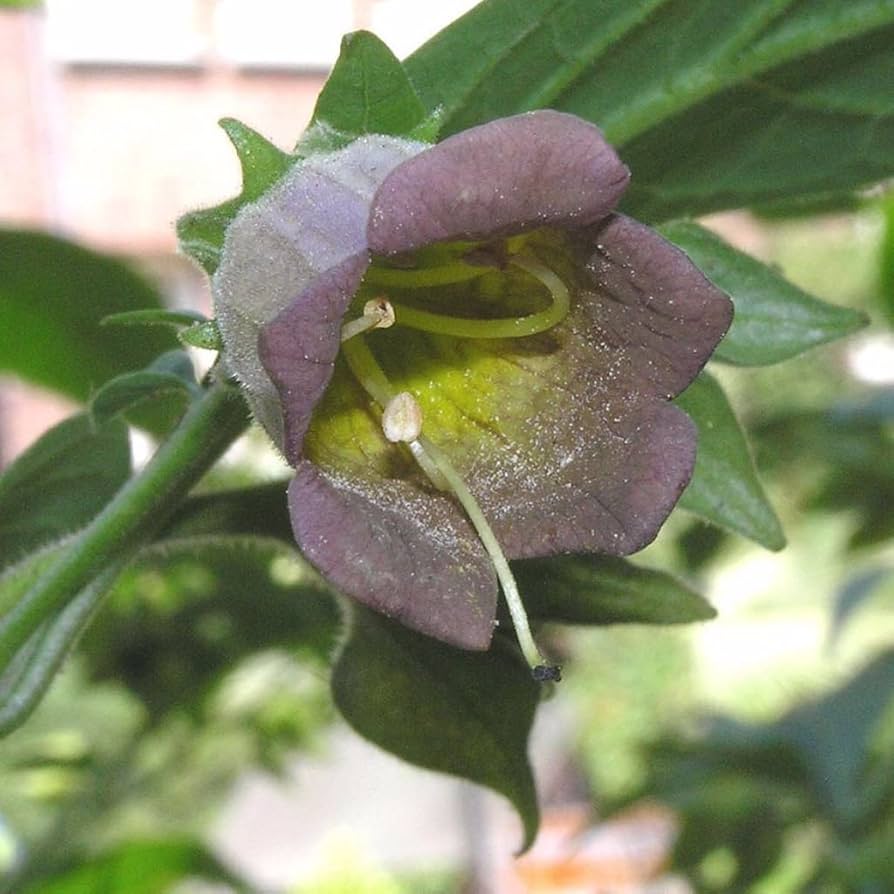 Deadly Nightshade Atropa belladonna for planting in herb garden