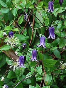 Clematis 'Rooguchi' Clematis spp for planting in garden