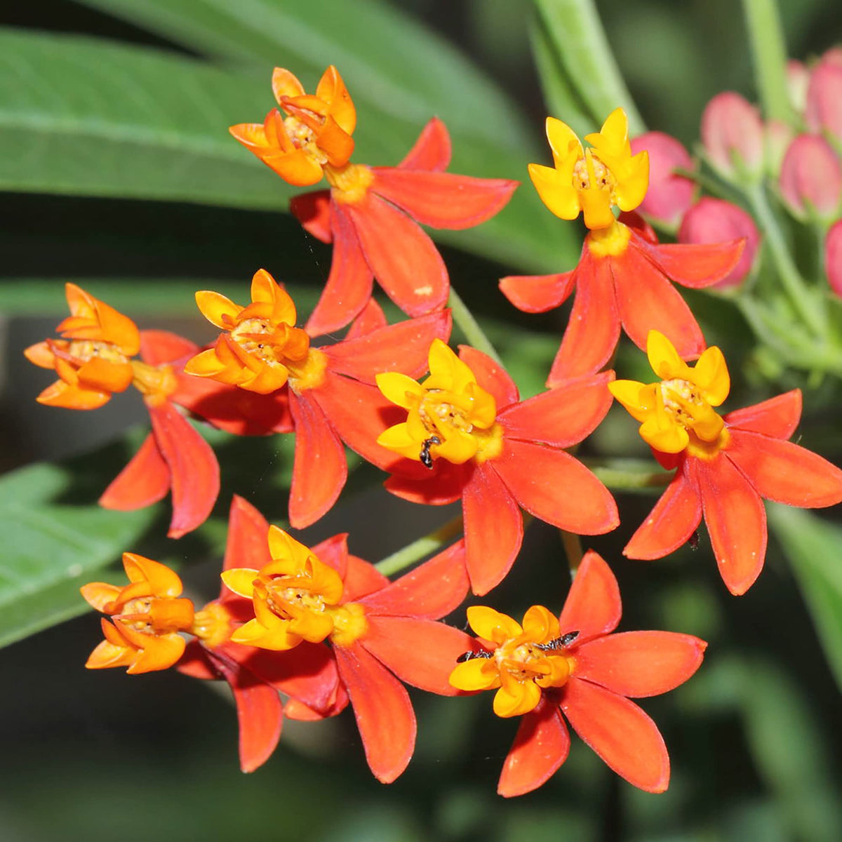 Asclepias Curassavica Flower seeds for Planting - Colorful Display, Heirloom & GMO Free Seeds for Home Garden
 
 Sale seeds for planting in home garden