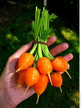 Dark Orange Radish Vegetable Seeds For Flavorful And Nutritious Planting