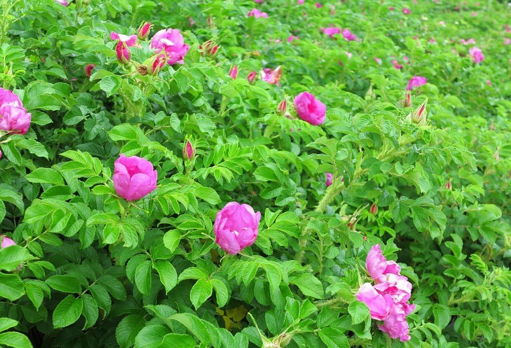 Kartoffelrose Flower seeds for Planting - Colorful Display, Heirloom & GMO Free Seeds for Home Garden
 
 Sale seeds for planting in home garden