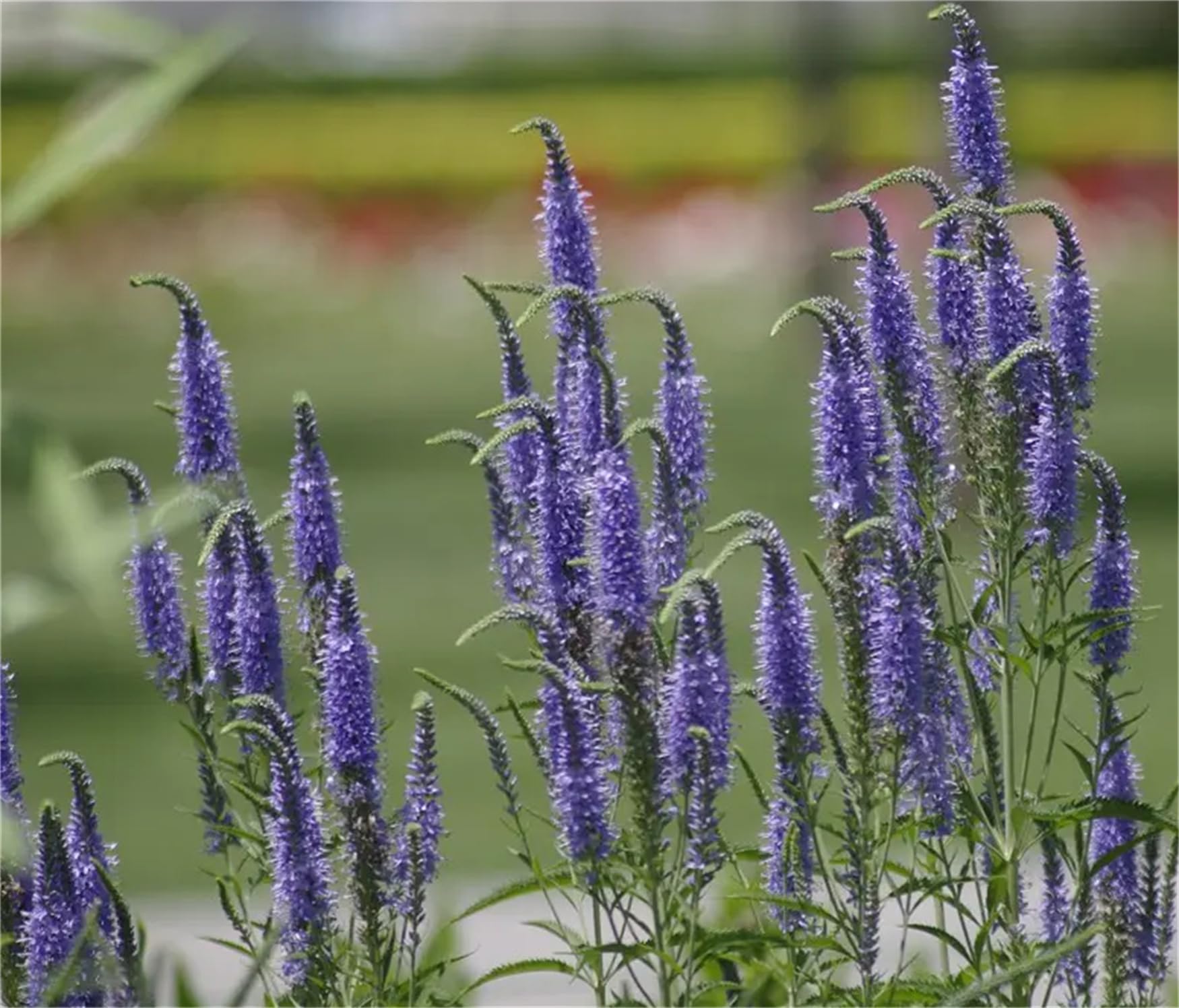 Speedwell Veronica spicata seeds for planting in flower borders