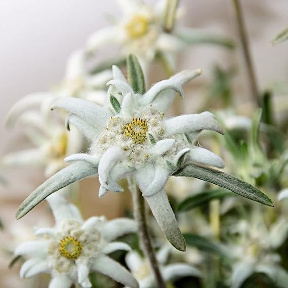 Edelweiss Flower Seeds Planting Pack - Grow Stunning Blooms