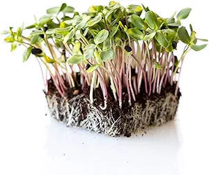 Sunflower Red Sun seeds for red-orange blooms