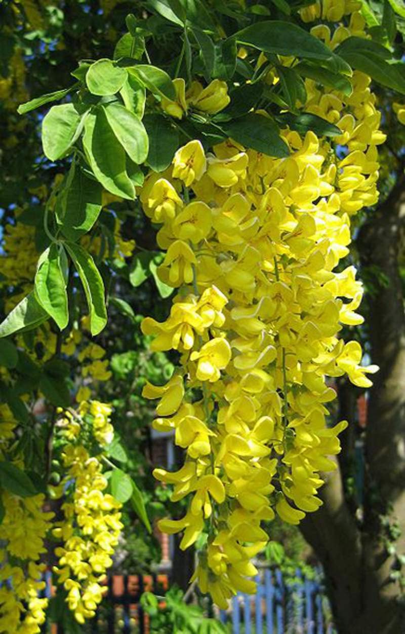 Yellow Anagyroides Flower seeds for Planting - Seasonal Bloomer, Heirloom & GMO Free Seeds for Home Garden
 
 Sale seeds for planting in home garden
