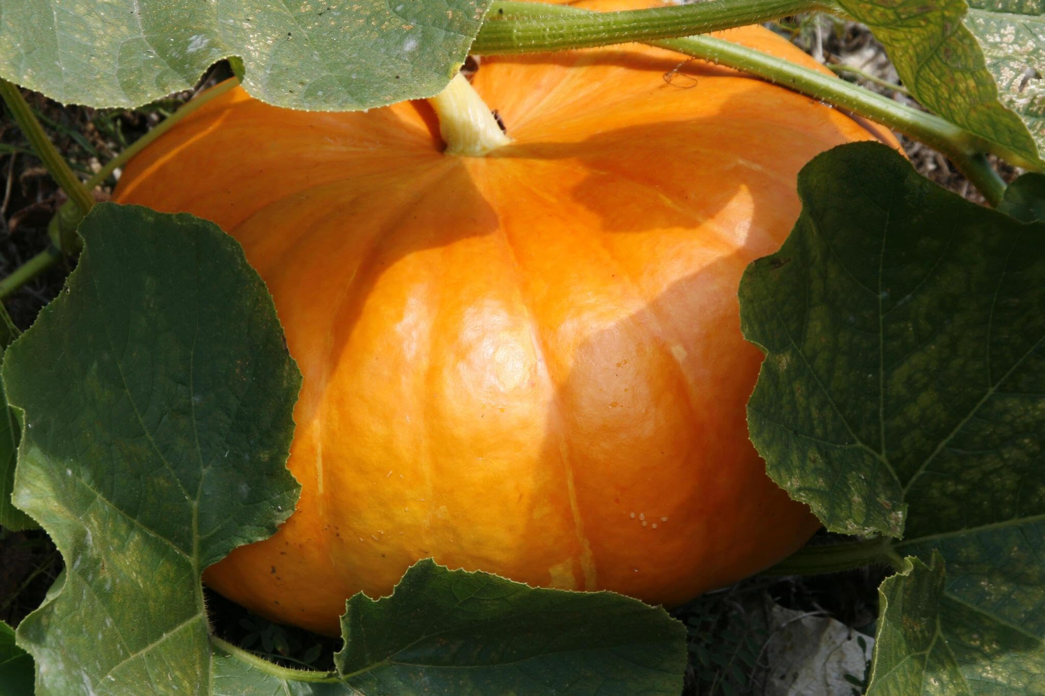 Galeux d'Eysines Pumpkin Cucurbita maxima for planting in vegetable patch