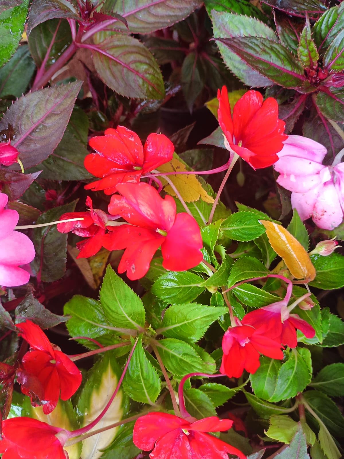 Burgundy Sun and Shade Impatiens seeds for all-light planting