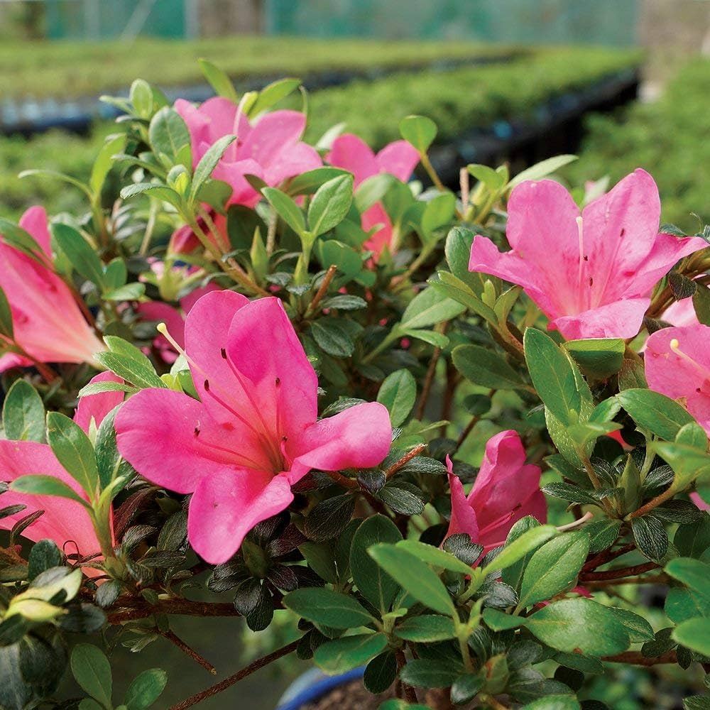 Japanese Azalea Rhododendron indicum for planting in container garden