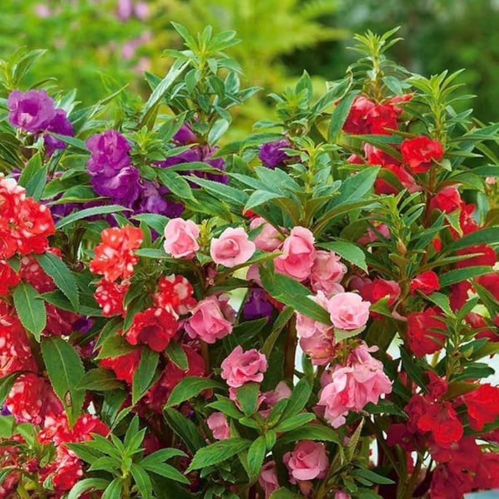 Balsam Flower Seeds For Planting - Red And White Mix