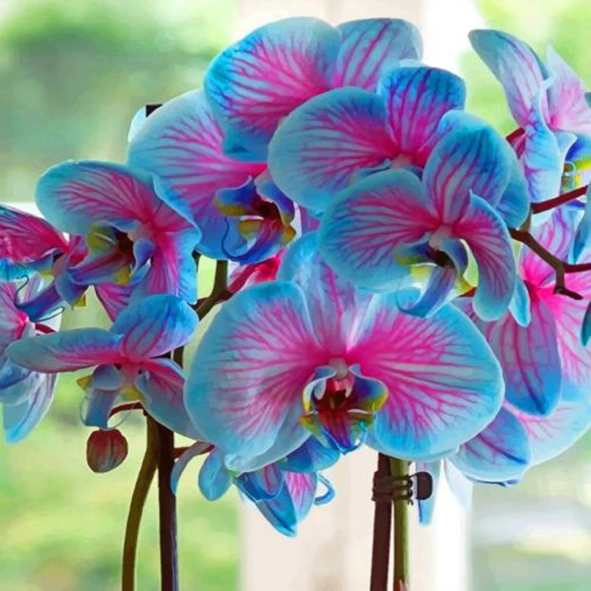 Sky Blue Phalaenopsis Orchid Flower Seeds For Vibrant Indoor Blooms