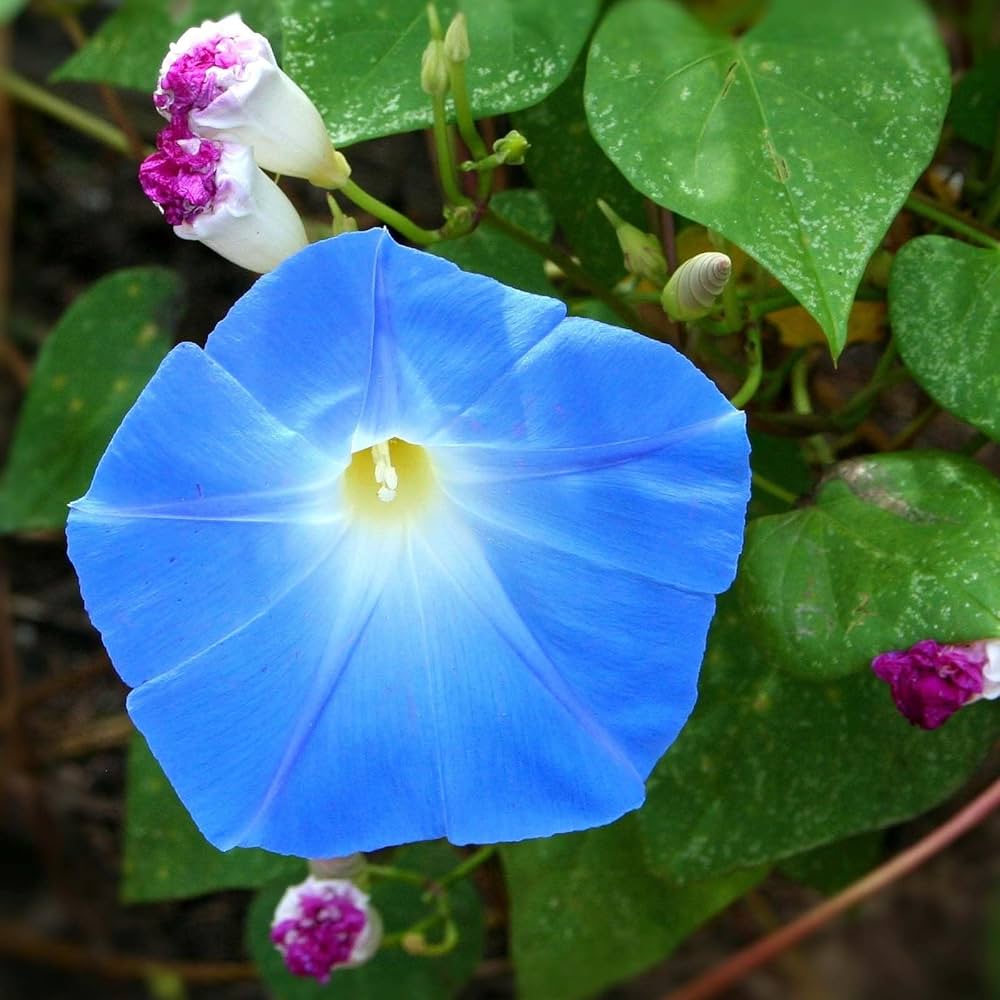 Morning Glory Flower Seeds for vibrant garden blooms