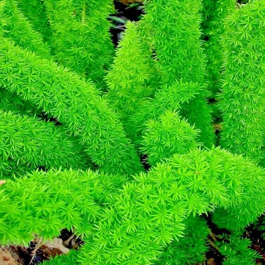 Foxtail Fern Asparagus densiflorus for planting in flower bed