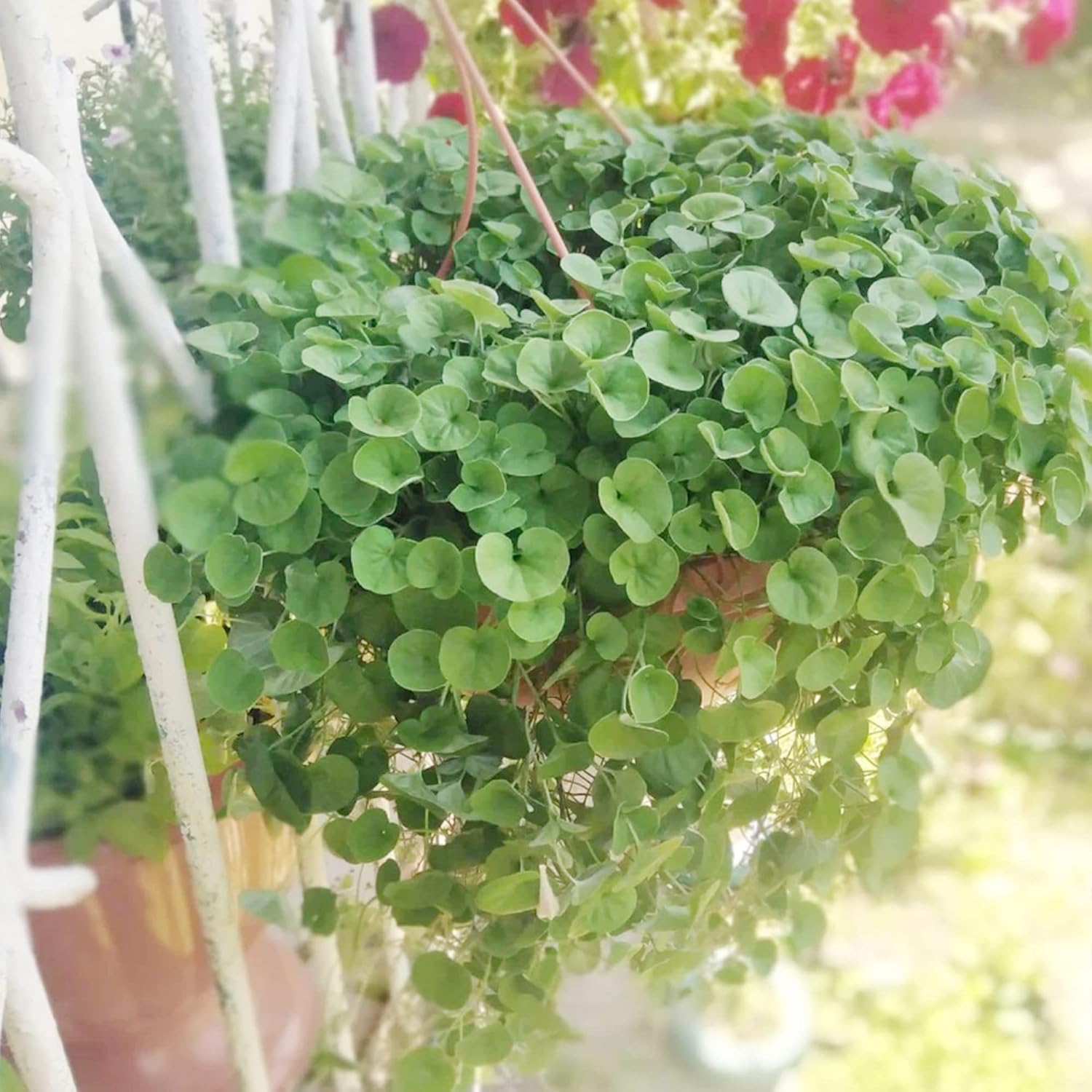 Dichondra Repens Seeds Lawn Substitute Native Ground Cover Frost & Drought Tolerant Fast Growing