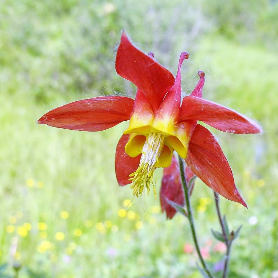 Red Aquilegia Canadensis Flower seeds for Planting - Perfect for Borders, Heirloom & GMO Free Seeds for Home Garden
 
 Sale seeds for planting in home garden