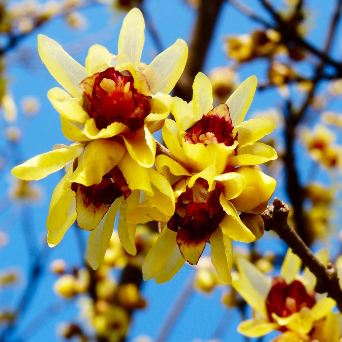 Chimonanthus (Chimonanthus Flower) seeds for planting in home garden