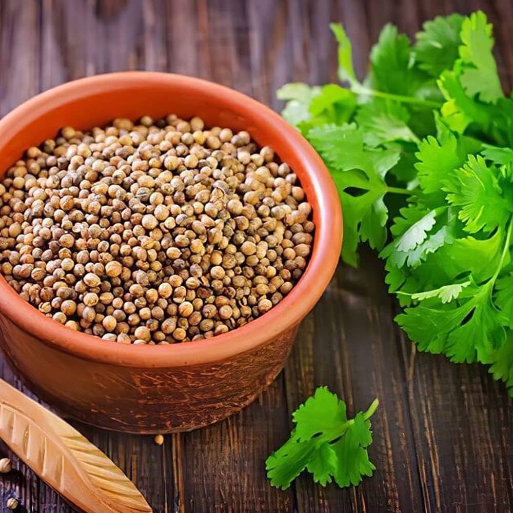 Pallas Coriander Coriandrum Sativum Seeds for planting in vegetable patch