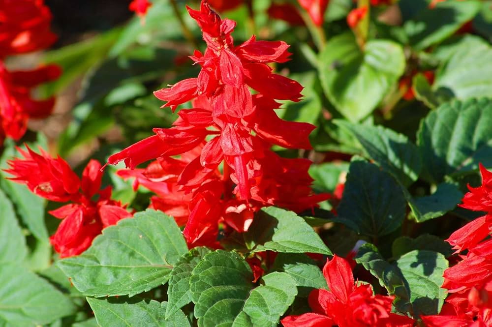 Salvia Splendens Reddy Salmon for planting in pollinator garden