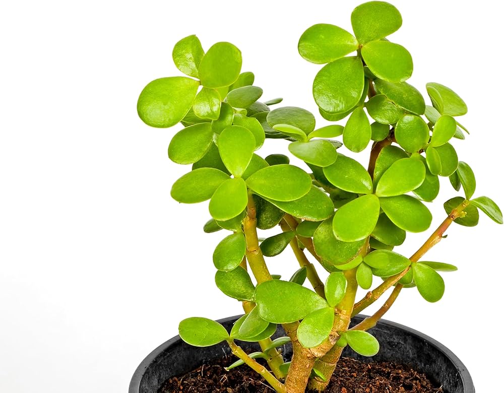 Crassula Ovata Crassula ovata for planting in succulent garden