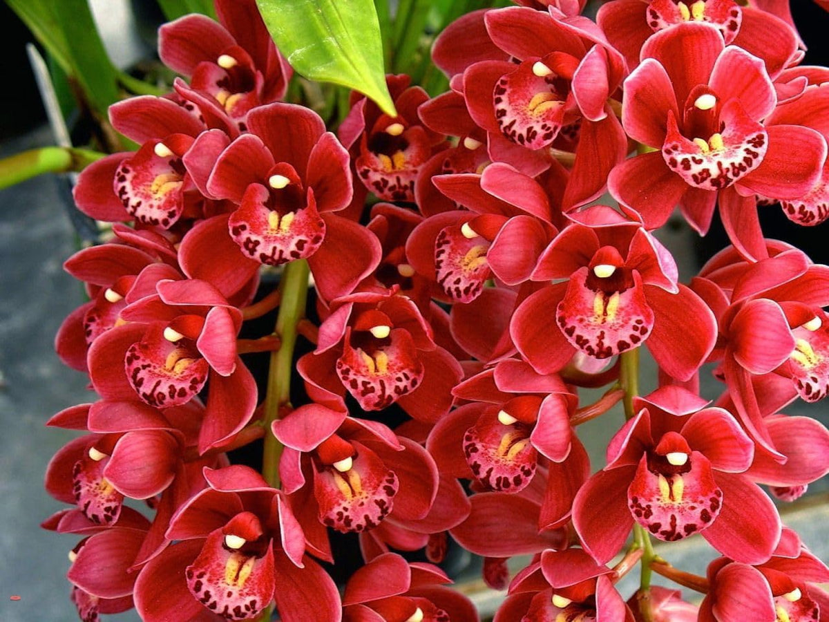 Cymbidium (Cymbidium Flower) seeds for planting in home garden