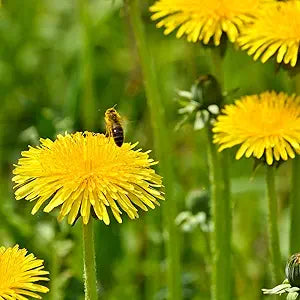 Dandelion Taraxacum officinale for planting in flower bed
