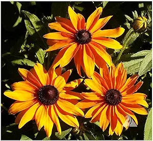 Gloriosa Daisy seeds for bold flowers