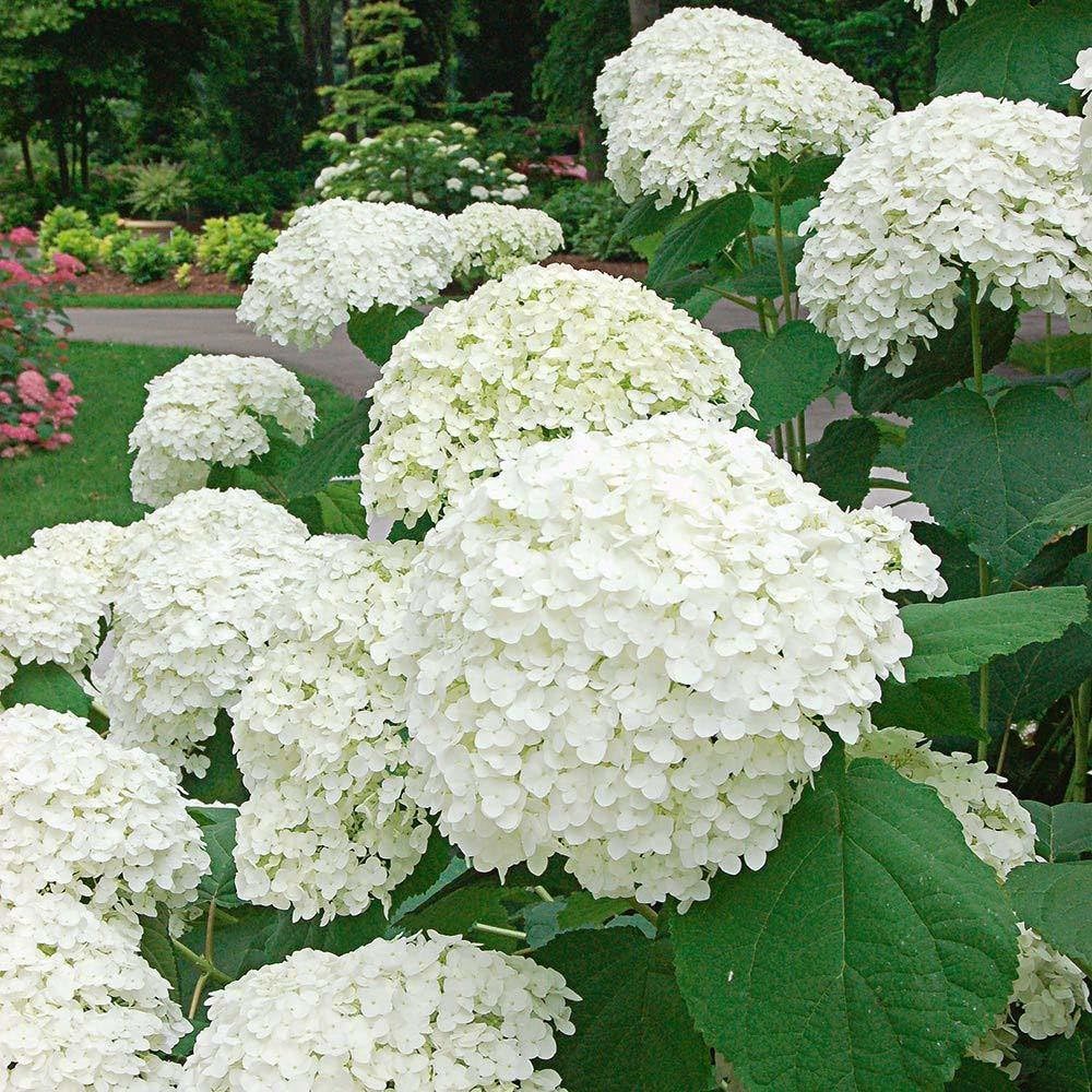 Hydrangea (Hydrangea Flower) seeds for planting in home garden