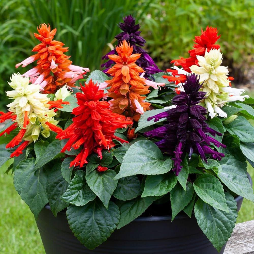 Rose Queen Salvia Perennial Flower Seeds