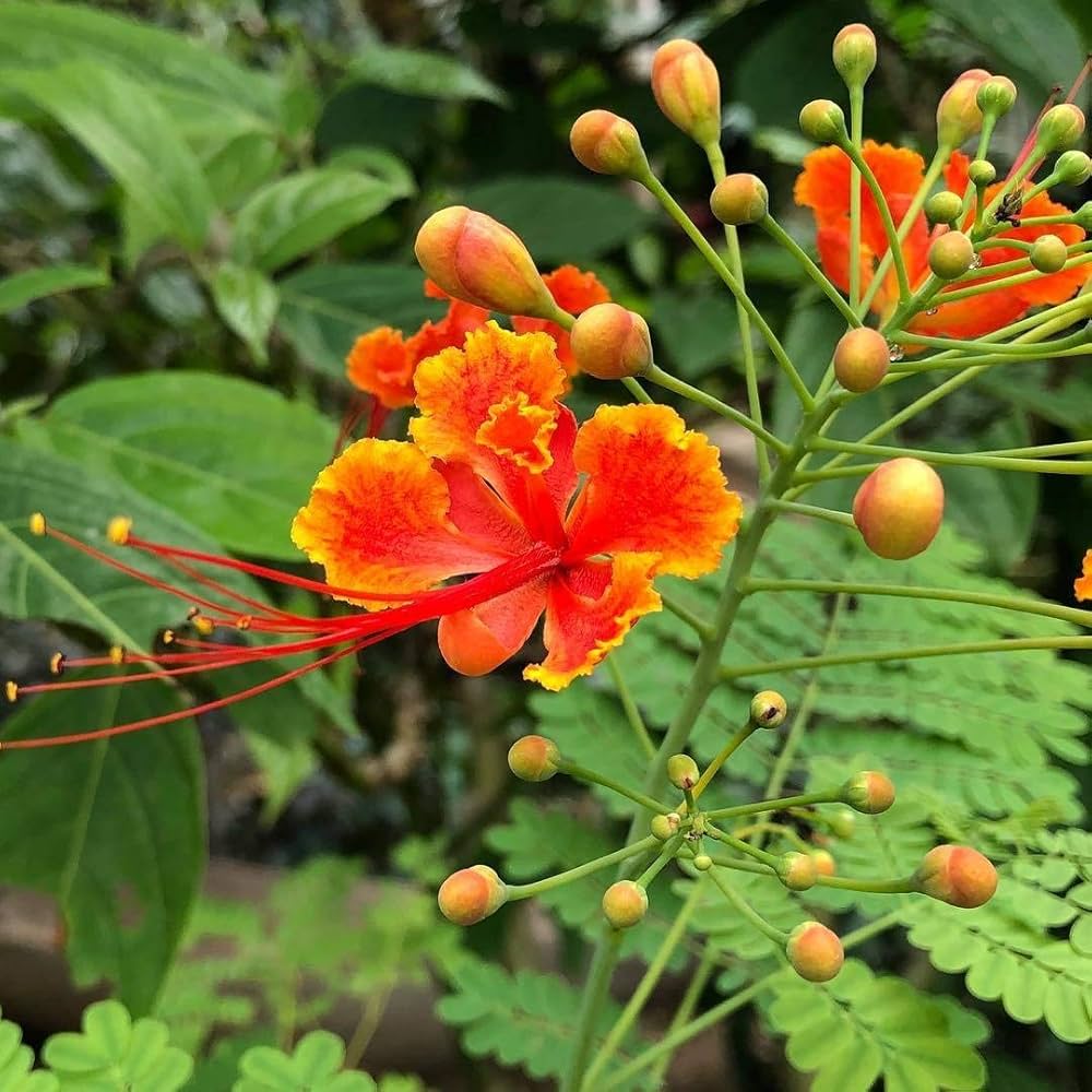Caesalpinia Gilliesii seeds for planting in flower bed