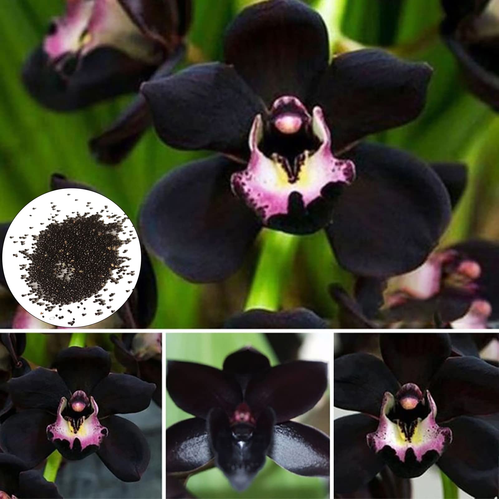 Black Orchid Flower Seeds For Easy Planting