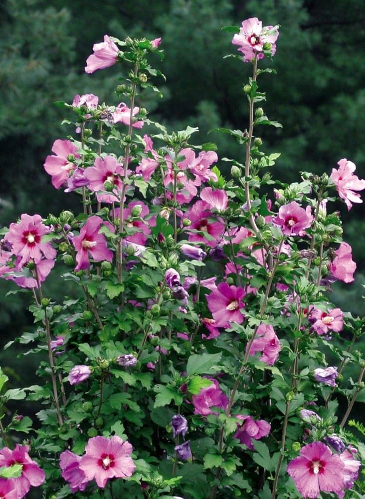 Rose of Sharon Hibiscus Syriacus flower seeds