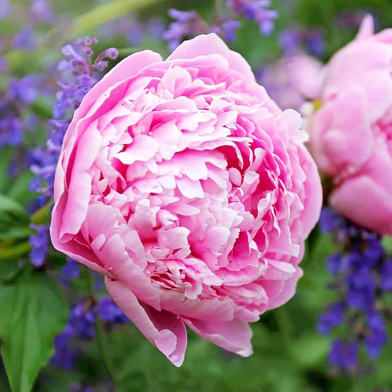 Peony Seeds Popular And Well-Loved Flowering Perennial Plant Large Showy Fragrant Blooms