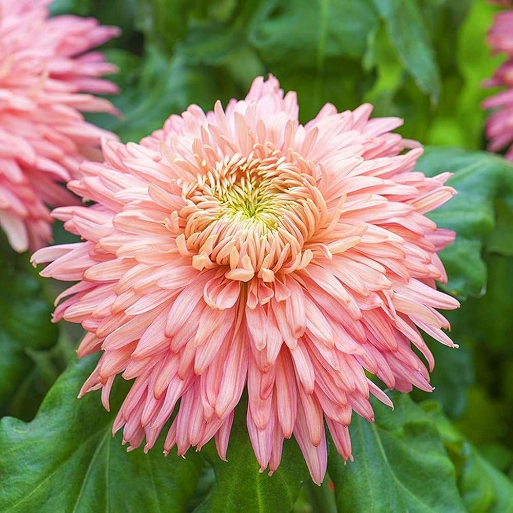 Chrysanthemum Pink Yellow Flower seeds for Planting - Compact Growth, Heirloom & GMO Free Seeds for Home Garden
 
 Sale for planting in home garden.