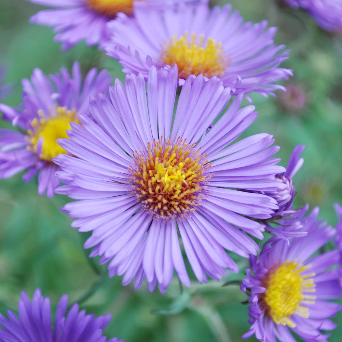 Aster (Aster NoviBelgii) seeds for planting in home garden