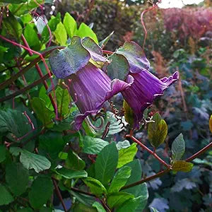 Cobaea Climbing Plant Cobaea scandens for planting in flower bed