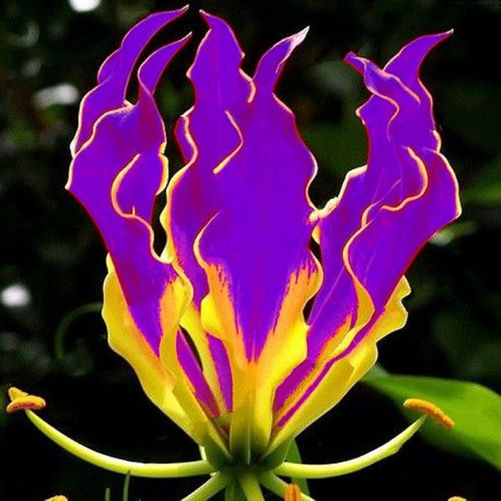 Gloriosa Lily Gloriosa superba seeds for planting in flower bed