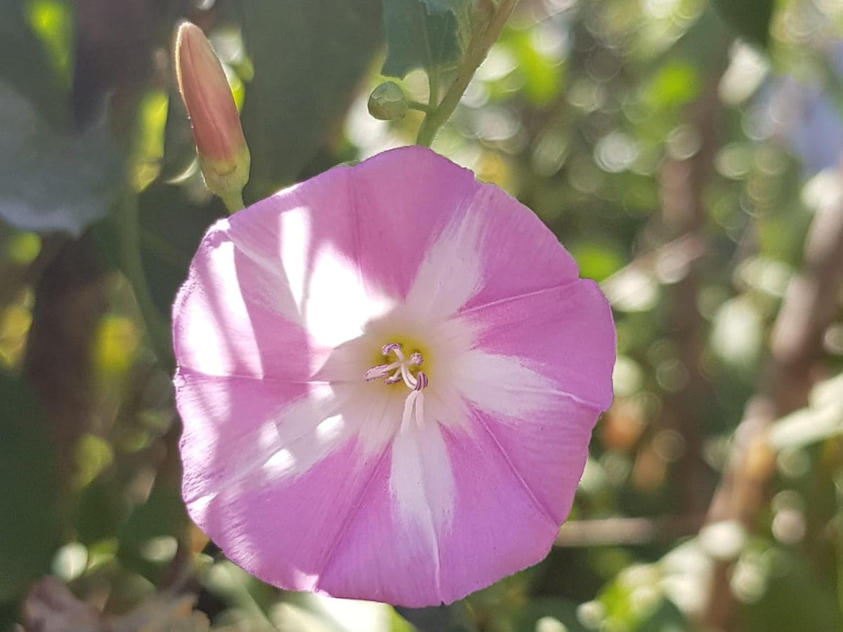 Ackerwinde Flower seeds for Planting Long Bloom Season Heirloom & GMO Free Seeds for Home Garden 
 
 Sale seeds for home garden planting