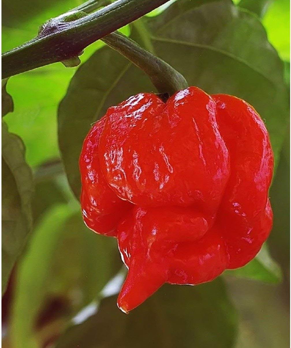 Trinidad Scorpion Butch T Pepper seeds for hot peppers