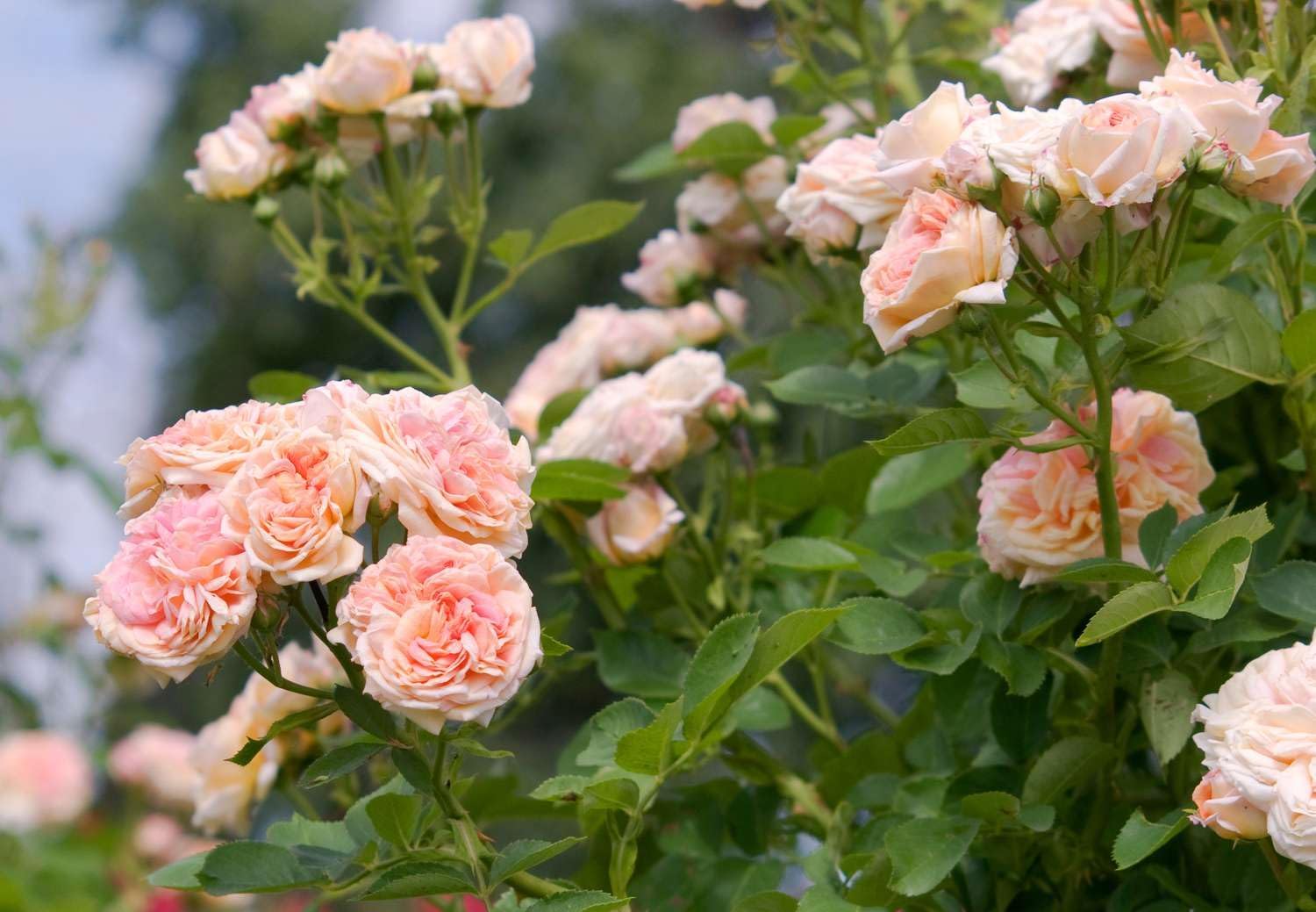 Light Pink Climbing Rose Seeds For Easy Planting Flower