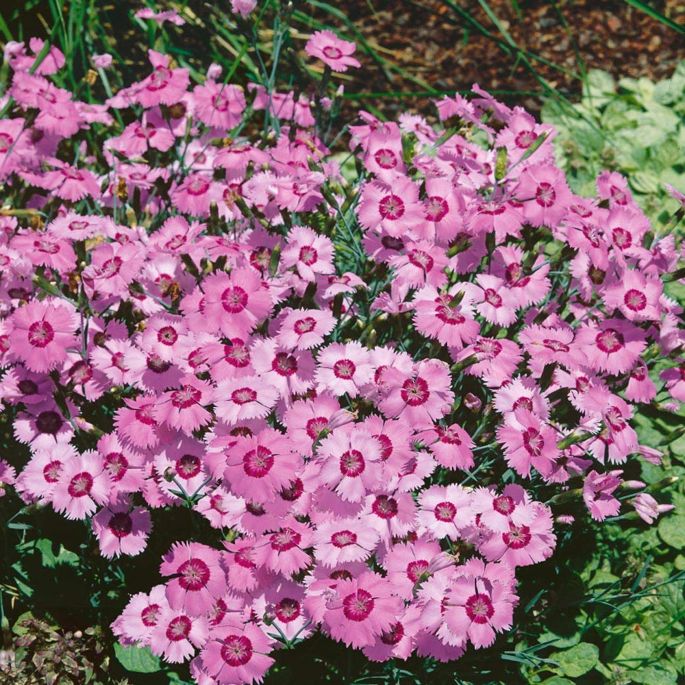 Dianthus X Allwoodi Alpinus Perennial Flower Seeds