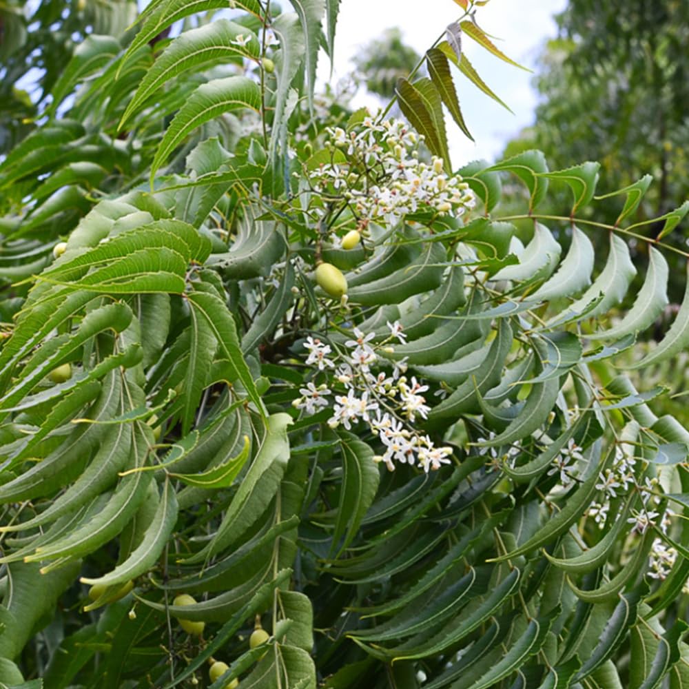 Neem Tree Azadirachta indica for planting in herbal garden