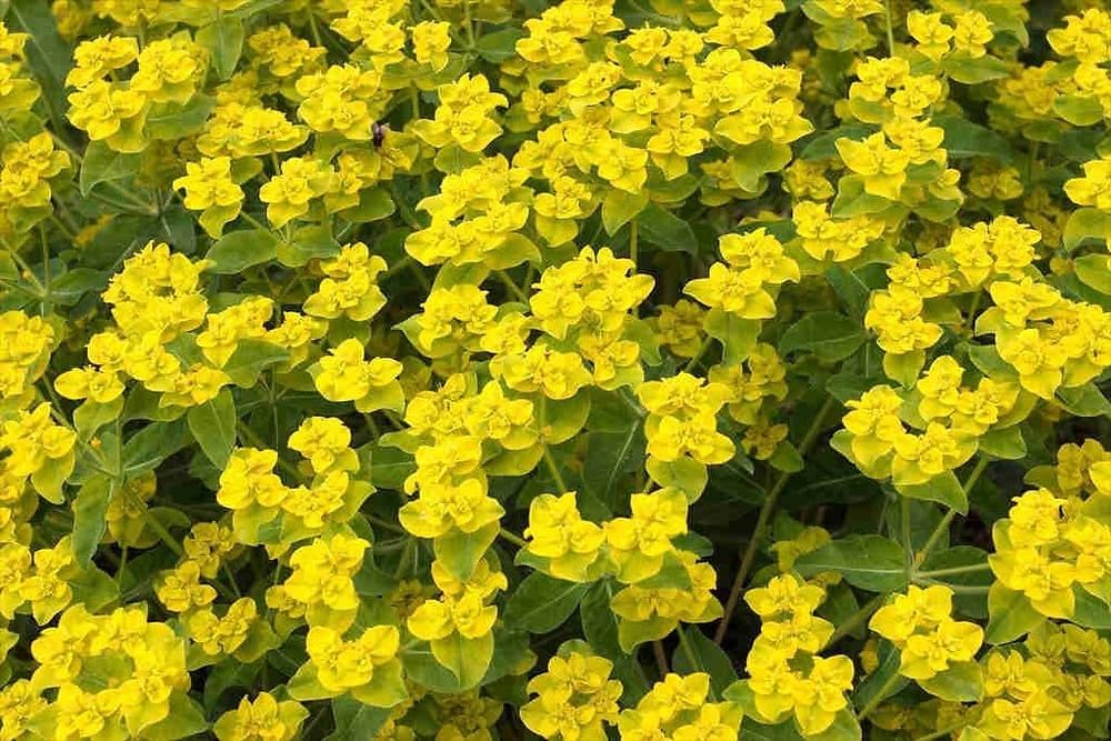 Euphorbia Lathyris Flower seeds for Planting - Sun Loving, Heirloom & GMO Free Seeds for Home Garden
 
 Sale seeds for planting in home garden