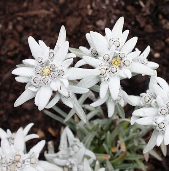 Edelweiss Flower Seeds Planting Pack - Grow Stunning Blooms