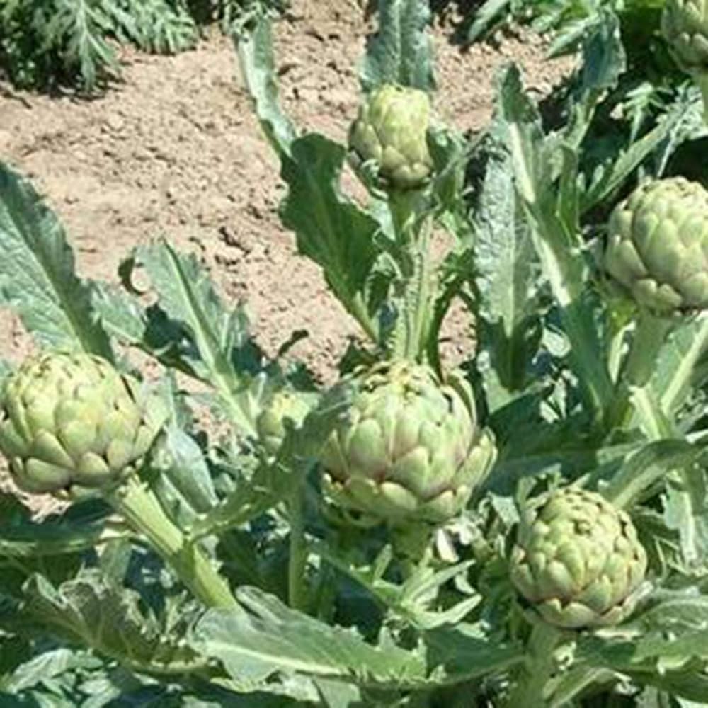 Glechoma Longituba Flower Seeds